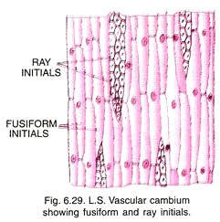 L.S. Vascular Cambium