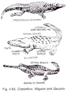 Crocodilus, Alligators and Gavialis