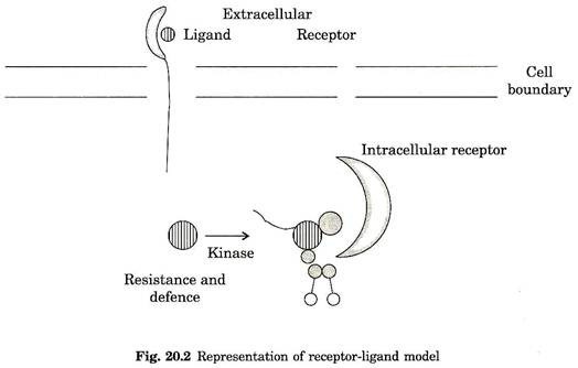 Representation of receptor-ligand model