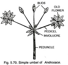 Simple Umble of Androsace