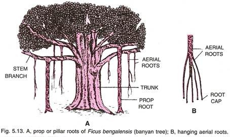 A. Prop or Pillar Roots and B. Hanging Aerial Roots