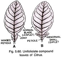 Unifoliolate compound leaves of citrus
