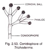 Conidiophore of trichoderma