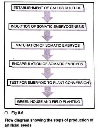 Model of operon of E.coli