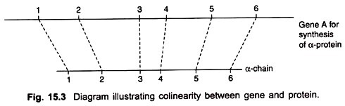 Diagram illustrating colinearity between gene and protein