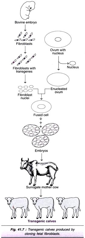 The Chromosome Complement of the Cell of Drosophila