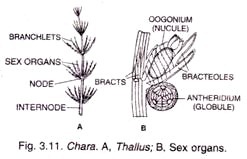 Normal leaf and acacia melanoxylon