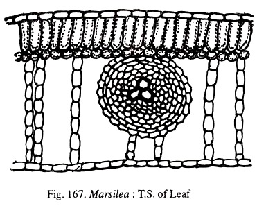 Marsilea: T.S of Leaf