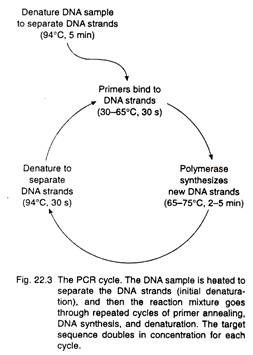 PCR cycle