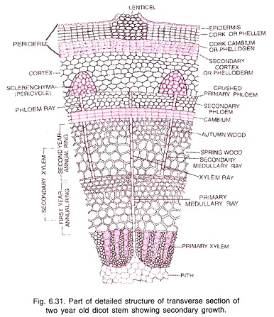 Transverse Section of Two Year Old Dicot Stem