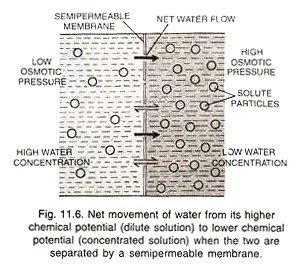 Net movement of water