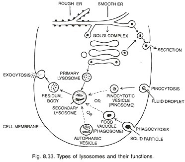 sosomes and their functions