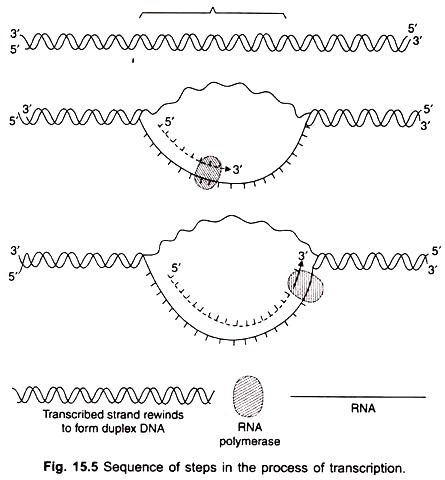 Sequence of steps in the process of transcription