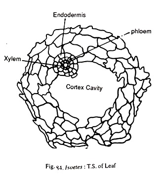 Isoetes: T.S of Leaf