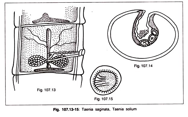 Siliqua od mustard (Sarson)