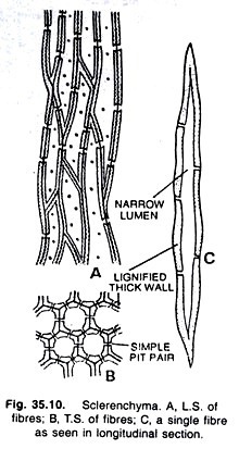 Solanum nigrum