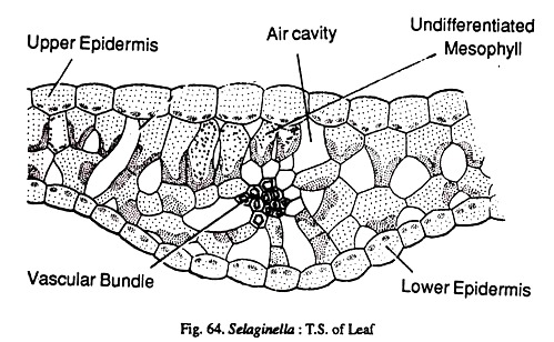 Selaginella: T.S of leaf