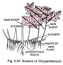 Suckers of Chrysanthemum