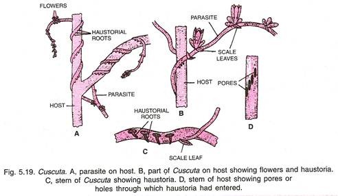 Cuscuta