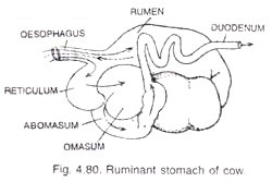 Ruminant stomach of cow