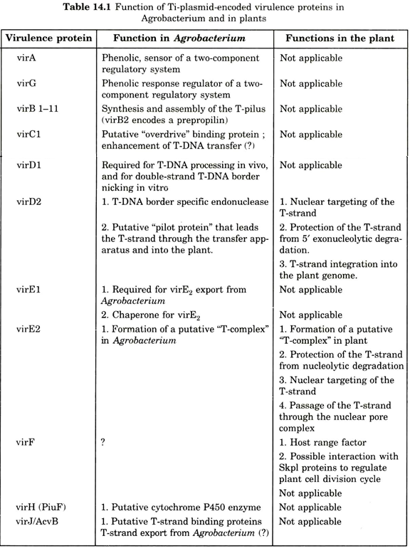 Function of Ti-Plasmid-encoded virulence proteins in agrobacterium and in plants