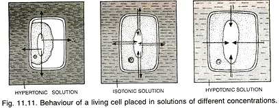 Behaviour of a living cell placed in solutions of different concentrations