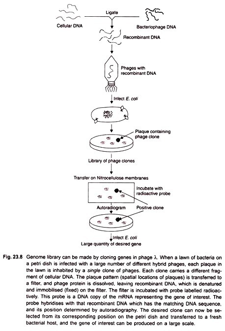 Genome library can be made by cloning genes in phage  λ