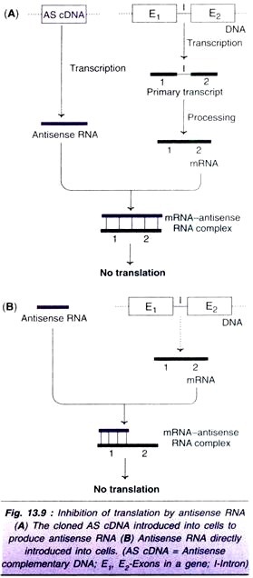 The exonuclease activities of DNA polymerase I and DNA polymerase III.