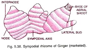 Sympodial rhizome of ginger