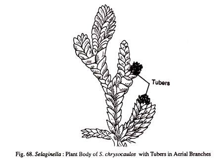 Selaginella: Plant Body of S.chrysocaulous with Tubers in Aerial Branches