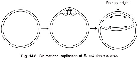 Bidirectional replication of E.coli chromosome