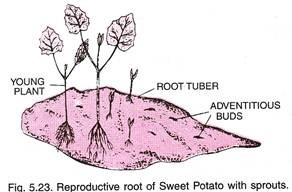 Reproductive Root of Sweet Potato