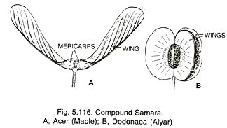 Compound Samara