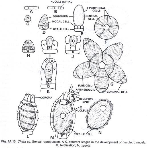 Stages in Initation of Transcription