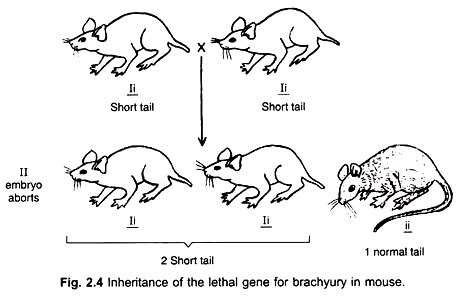 Inheritance of the lethal gene for brachyury in mouse