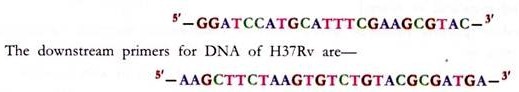 Stages in replication of DNA