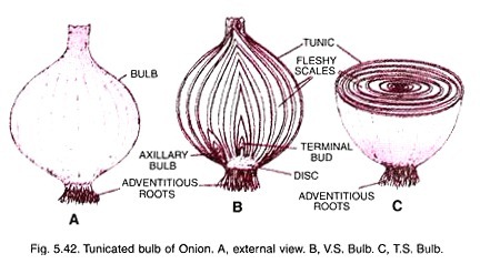 Tunicated bulb of onion