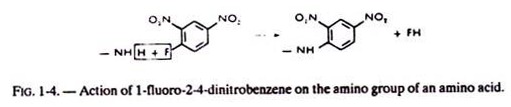 Action of 1-Fluoro 2-4 Dinitrobenzene