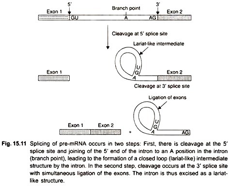 Splicing of pre-mRNA occurs in two steps