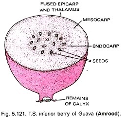 T.S inferior berry of guave