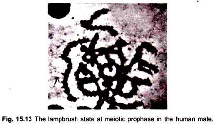 The lampbrush state at meiotic prophase in the human male
