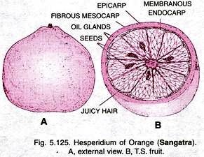 Hesperidium  of orange