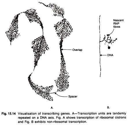 Visualisation of transcribing genes