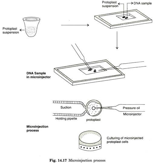 Microinjection process
