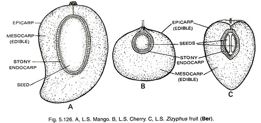 L.S mango, cherry and zizyphus