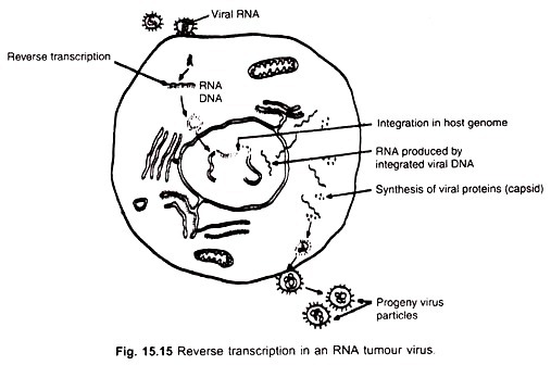 Reverse transcription in an RNA tumour virus