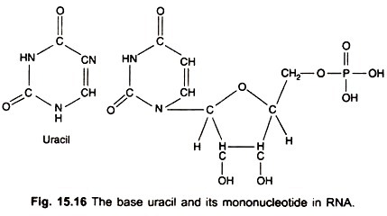 The base uracil and its mononucleotide in RNA