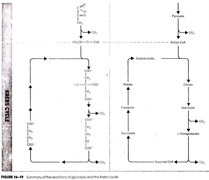 Functional region of Cam35 promoter