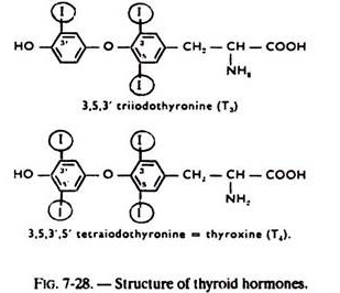 Structure of Thyroid Hormones