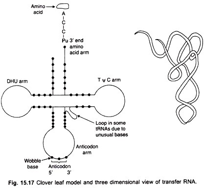 Clover leaf model and three dimentional view of transfer RNA.